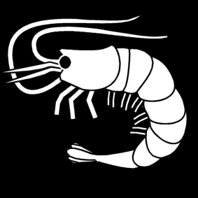 shrimp